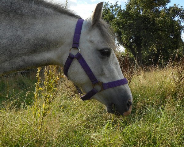 broodmare anflolis Amanda (Welsh mountain pony (SEK.A), 2012, from Linebrok Maldini)