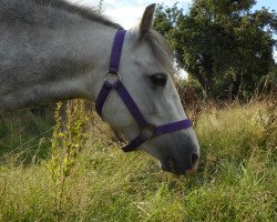 Zuchtstute anflolis Amanda (Welsh Mountain Pony (Sek.A), 2012, von Linebrok Maldini)