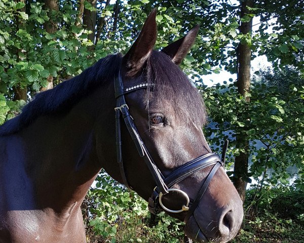 broodmare Cica Chanel (Westphalian, 2012, from Clinton I)