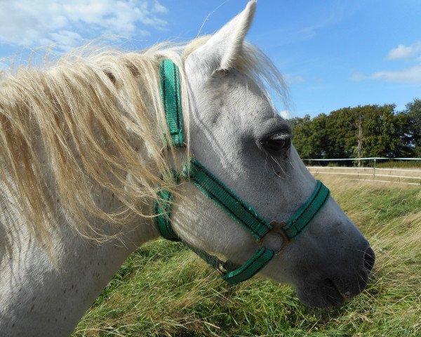 Zuchtstute Linebrok Celine (Welsh Mountain Pony (Sek.A), 1998, von Renkant's Marco)