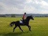 dressage horse Ricodeur 5 (Bavarian, 2010, from Ricardo Star)