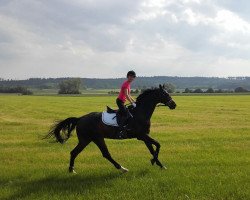 dressage horse Ricodeur 5 (Bavarian, 2010, from Ricardo Star)