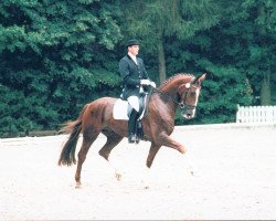 dressage horse Dundee 46 (Rhinelander,  , from Donnerschlag)