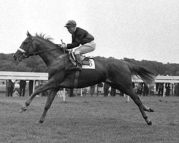stallion Mincio xx (Thoroughbred, 1957, from Relic xx)