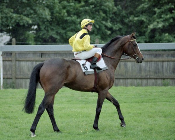 stallion Mtoto xx (Thoroughbred, 1983, from Busted xx)