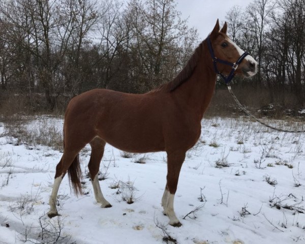 Zuchtstute Benedictine des Beguennes (Belgium Sporthorse, 2007, von Baloubet du Rouet)