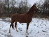 broodmare Benedictine des Beguennes (Belgium Sporthorse, 2007, from Baloubet du Rouet)