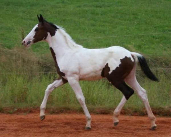 jumper Roxella Z (Zangersheide riding horse, 2016, from Hahnenhofs Rox du Rouet)