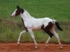 Springpferd Roxella Z (Zangersheide Reitpferd, 2016, von Hahnenhofs Rox du Rouet)