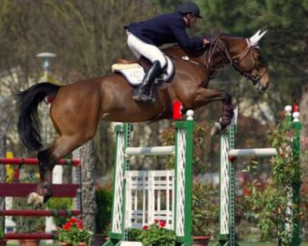 horse S.I.E.C. Pinot Grigio (Westphalian, 1997, from Pit I)
