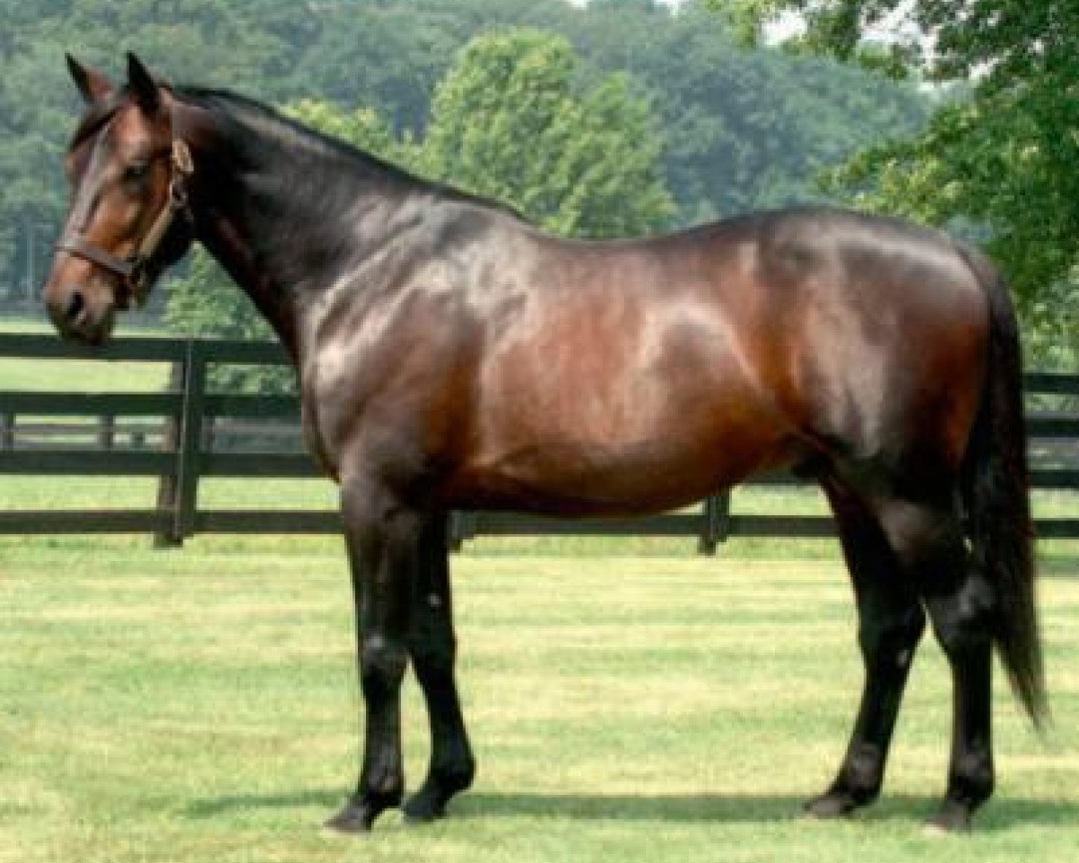 stallion Muscles Yankee P-4377 (US) (American Trotter, 1995, from Valley Victory MV961 (US))