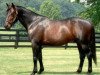 stallion Muscles Yankee P-4377 (US) (American Trotter, 1995, from Valley Victory MV961 (US))