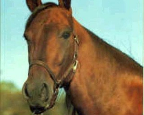 stallion Ditka Hanover (US) (American Trotter, 1984, from Super Bowl 8540I (US))