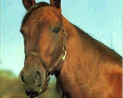 stallion Ditka Hanover (US) (American Trotter, 1984, from Super Bowl 8540I (US))