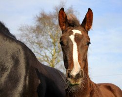 horse Querido (Hannoveraner, 2014, from Quantensprung 3)