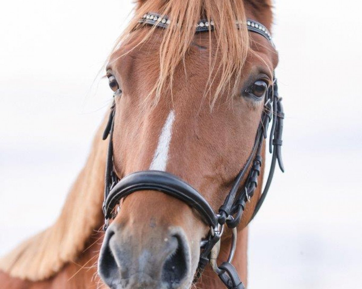 Dressurpferd Catch me if you can DH (Deutsches Reitpony, 2010, von NK Cyrill)