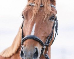 dressage horse Catch me if you can DH (German Riding Pony, 2010, from NK Cyrill)