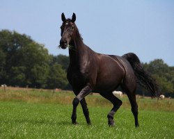 broodmare Rosenstolz (Hanoverian, 2006, from Rotspon)