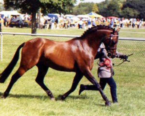 stallion Westacre Comic Opera (Welsh Partbred, 1989, from Sandbourne Royal Ensign)