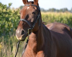 horse Ann Account (Deutscher Traber, 2005, from Full Account)