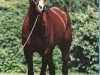 stallion Full Account (French Trotter, 1993, from Passionnant (FR))