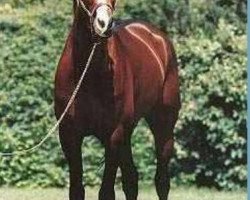 stallion Full Account (French Trotter, 1993, from Passionnant (FR))