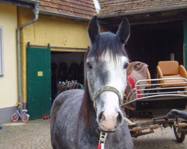 Zuchtstute Hexe (Zweibrücker, 2005, von High Spirits)