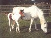 broodmare Sarah (German Riding Pony, 1983, from Araff ox)