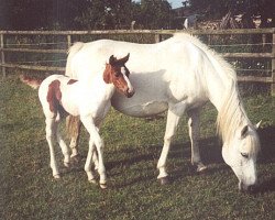 broodmare Sarah (German Riding Pony, 1983, from Araff ox 2678)