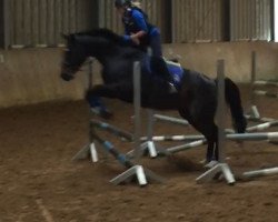 dressage horse Lord Voldemort SWJ (Bavarian, 2003, from Luberon)