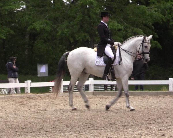 Reitturnier Meppen 2019