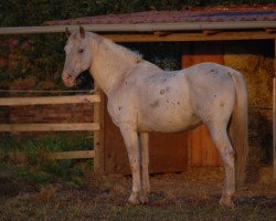 stallion Classic Ippe (Knabstrupper, 1987, from Sonny af Højmark)