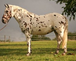 Zuchtstute Alischa (Deutsches Reitpony, 1994, von Classic Ippe)