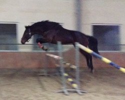 jumper Casper S (Oldenburg, 2013, from Conact)