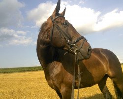 jumper Don Daniell (Westphalian, 2001, from Dunhill H)