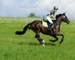 jumper Weston Darc Storm (anglo european sporthorse, 2003, from Tornado)