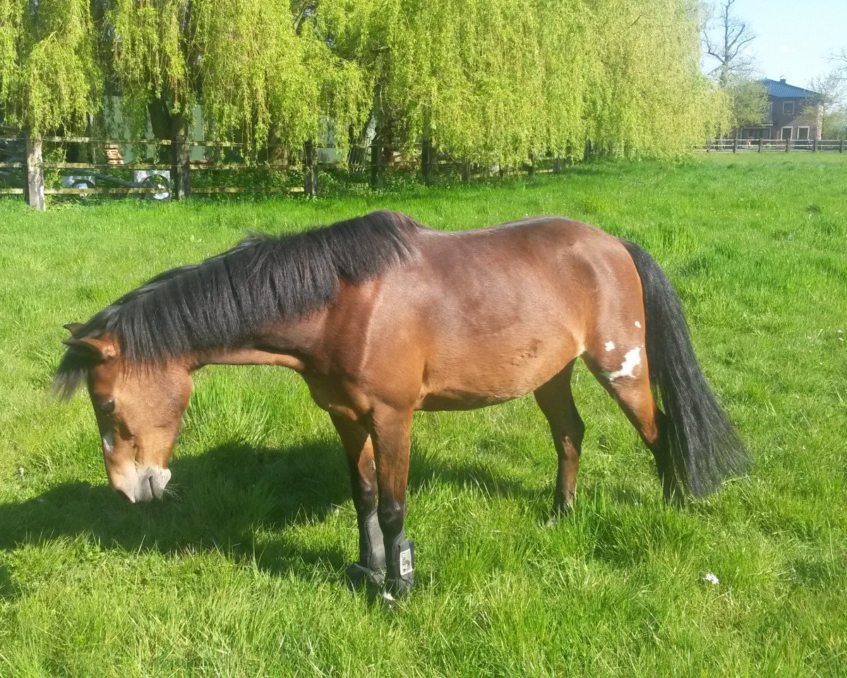 dressage horse Kaju 3 (Welsh-Pony (Section B), 2001, from Kelli)