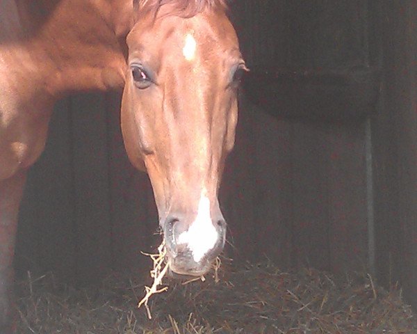 horse Gigolo 590 (Hanoverian, 2002, from Grand Cru)