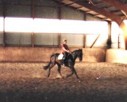 horse Federico (Hanoverian, 1975, from Federgeist xx)