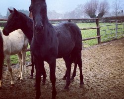 broodmare Stute von Negro x Vivaldi (Westphalian, 2016, from Negro)