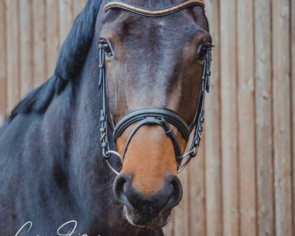 dressage horse Domani 29 (Rhinelander, 2013, from Don Juan de Hus)