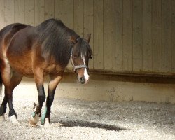 broodmare Petra (Welsh-Pony (Section B), 1997)