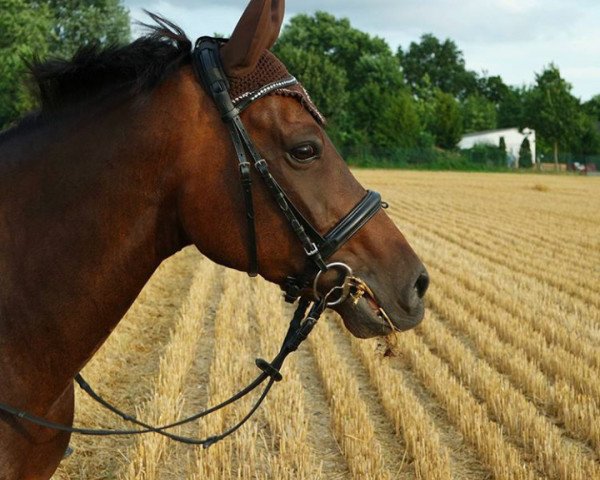 horse Merlin (German Riding Pony, 2007, from Mariano)