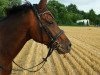 Pferd Merlin (Deutsches Reitpony, 2007, von Mariano)