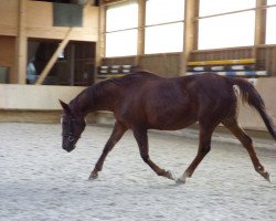 broodmare Fiderslady (Westphalian, 1998)