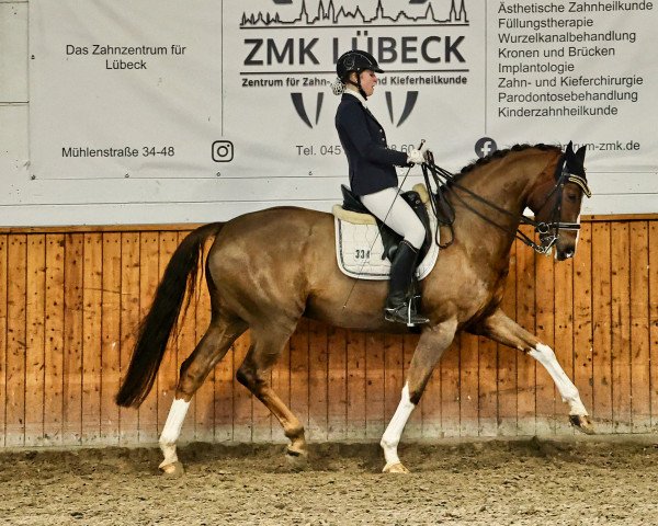 dressage horse Sankt Moritz 6 (Hanoverian, 2013, from Spörcken)