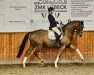 dressage horse Sankt Moritz 6 (Hanoverian, 2013, from Spörcken)