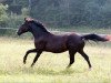 dressage horse 750Royal Joker (German Sport Horse, 2013, from Rotspon)