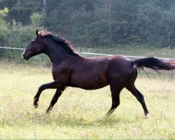 dressage horse 750Royal Joker (German Sport Horse, 2013, from Rotspon)