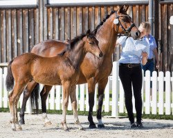 Zuchtstute Arabella (Deutsches Reitpony, 1997, von Bugatti)